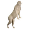 Cougar Stepping High Overlooking - Thumbnail Image 3