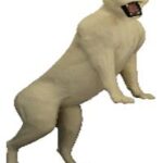 Cougar