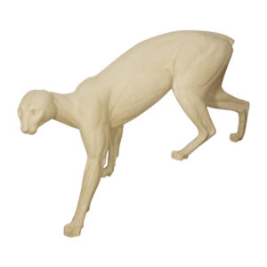 Cougar Stepping Down Head Up