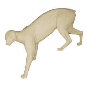 Cougar Head Up Stepping Down
