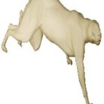 Cougar