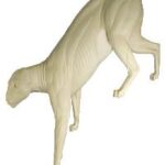 Cougar