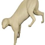 Cougar