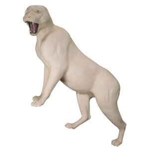 Cougar Standing With Elevated Front Roaring
