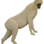 Cougar