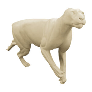 Cougar Stretched Running