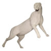 Cougar Standing High Aggressive - Thumbnail Image 3