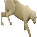 Cougar