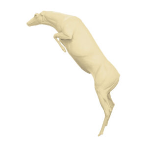 Whitetail Jumping Over Obstacle - Large