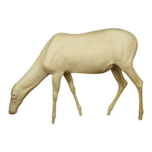 Elk Cow Grazing