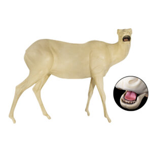 Elk Radical Turn Bugling
