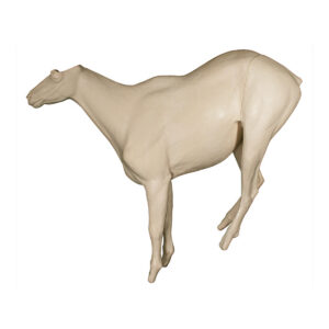 Mountain Goat Standing Low Front Looking Straight