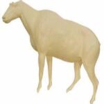Goat