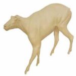 Goat