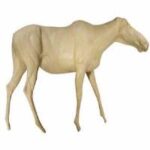 Moose