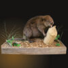Beaver Elevated Front Open Mouth - Thumbnail Image 2