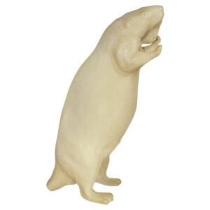 Beaver Reaching Up