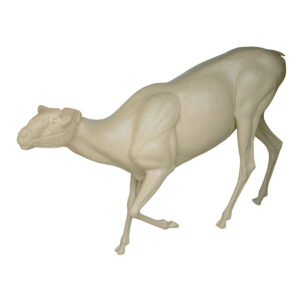 Rocky Mountain Bighorn Sneaking Stepping Down