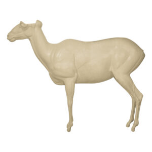 California Bighorn Standing Looking Straight