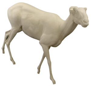 California Bighorn Stepping Downhill Head Up