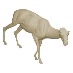 California Bighorn Stepping Down Head Low Right