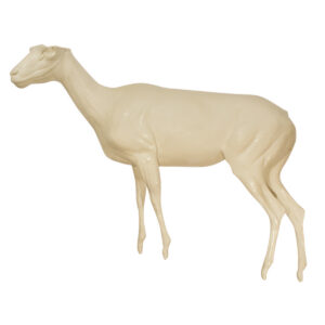 Rocky Mountain Bighorn Ewe Standing Head High