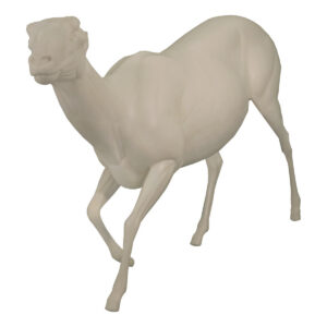 Rocky Mountain Bighorn Walking Head Low Left Tilt