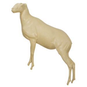 Dall Stone Sheep Standing Front High