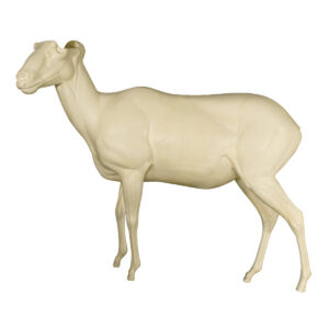 Tiberon Sheep Standing Looking left