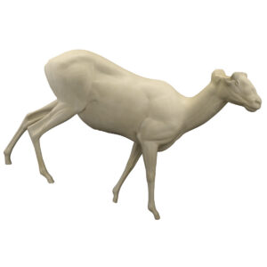 Rocky Mountain Bighorn Walking Downhill