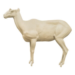 Dall Stone Sheep Standing Looking Straight
