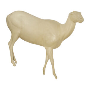 Dall Stone Sheep Walking Rear Elevated