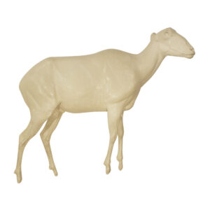 Stone Sheep Standing Head Up Looking Right