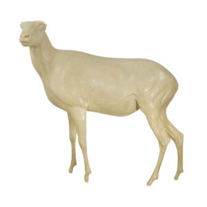 Dall Stone Sheep Standing Alert