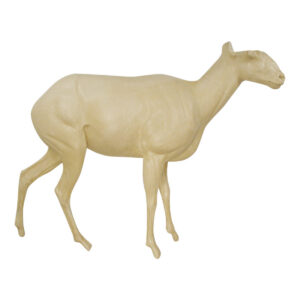 Dall Stone Sheep Walking Head Up