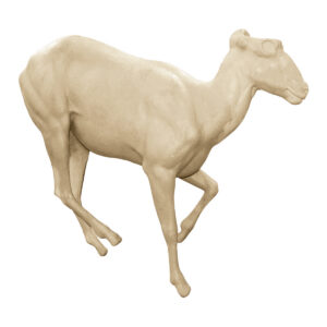 Desert Bighorn Coming Down Head High
