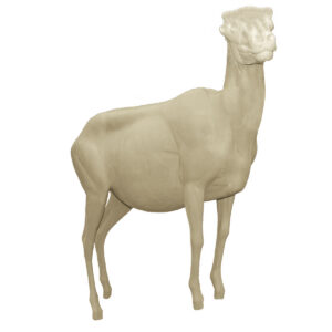 Desert Bighorn Front Up Head High