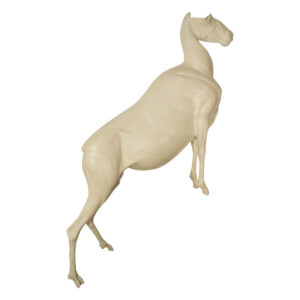 Dall Stone Sheep Front Elevated