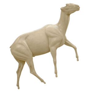 Dall Stone Sheep Stepping Up Head High