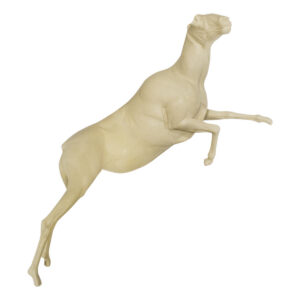 Dall Stone Sheep Running Muzzle Up
