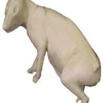 Opossum