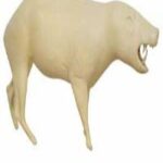 Peccary