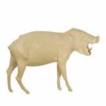 Peccary