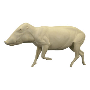 Peccary Trotting