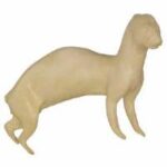 Ferret
