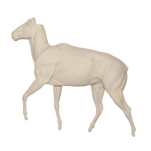 Aoudad Stepping Up