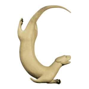 Otter Swimming Curving In A Circle 2
