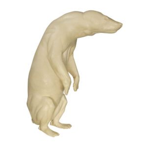 Wolverine Standing On Hind Head Low