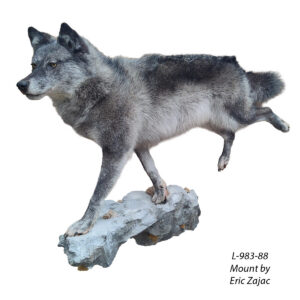 Wolf Running Rear Raised