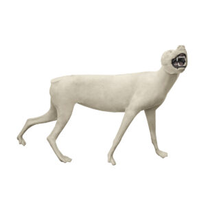 Wolf Walking Raised Head Snarling